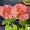 Pelargonium 'Antic Peach' - Pelargoon 'Antic Peach' P9/0,55L